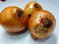 Bawang Bombay