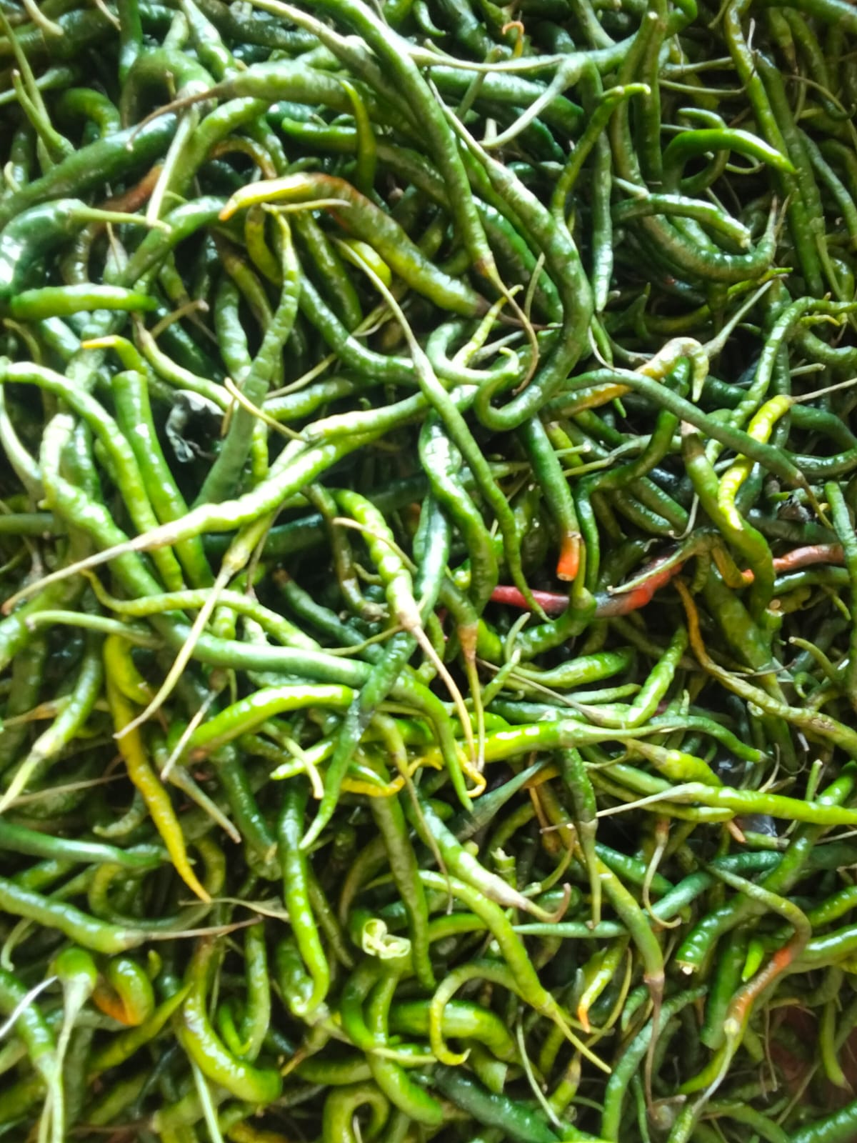 Cabe Hijau Darek