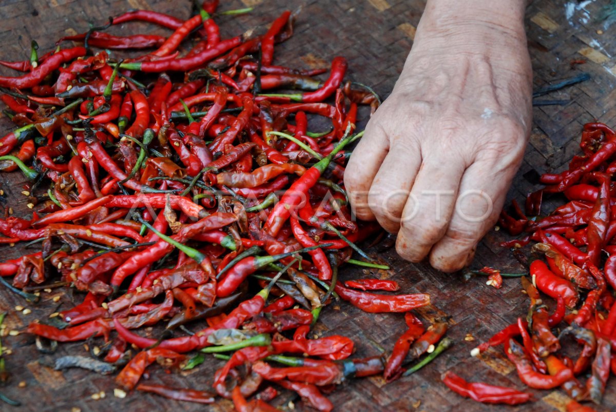 Cabai Merah Keriting - Langsung dari Petani Solok