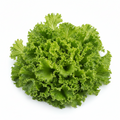 Sayur Selada