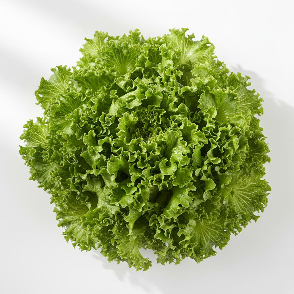 Sayur Selada