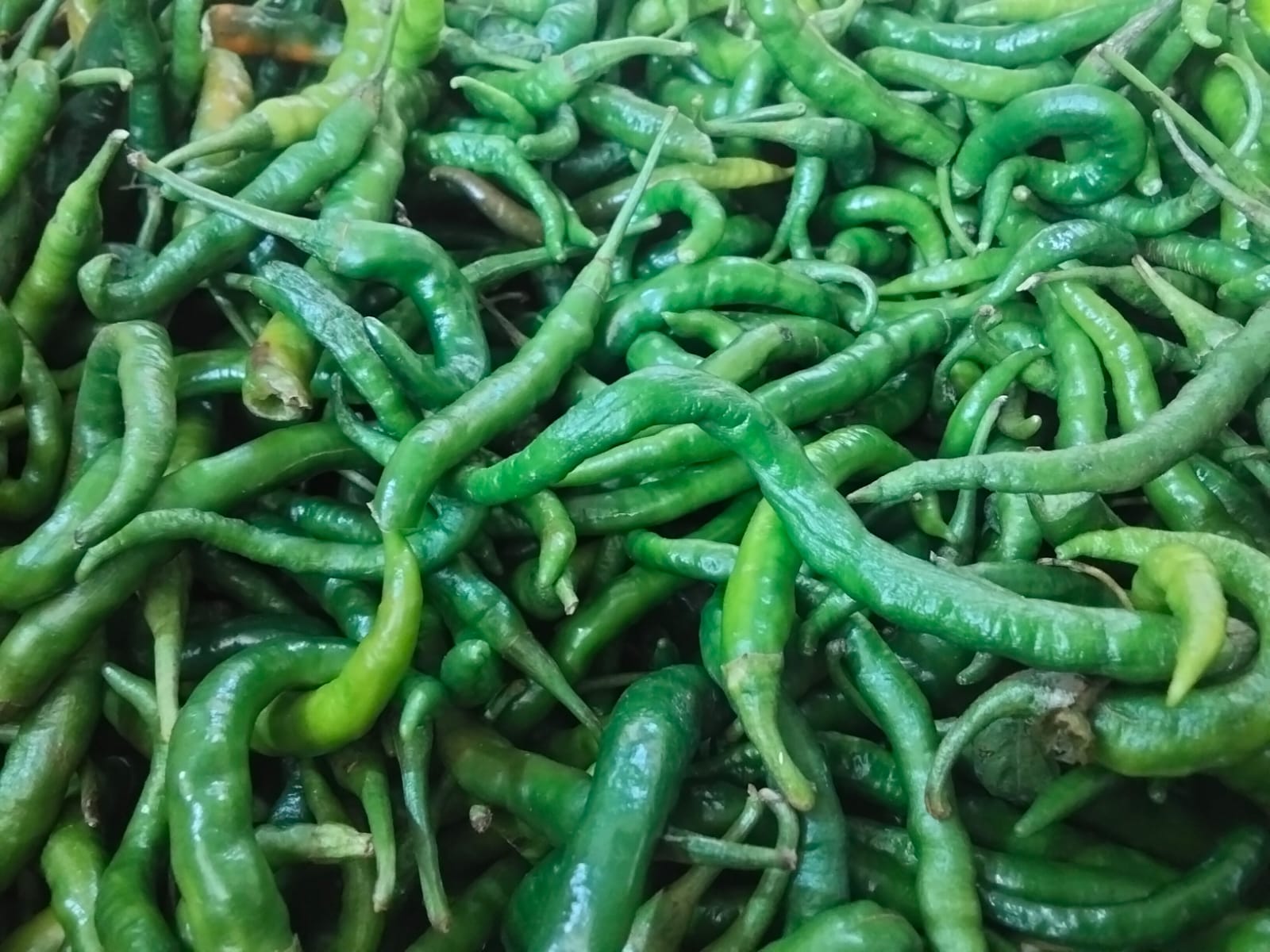 Cabe Hijau